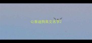 公泰迪狗英文名字