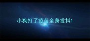 小狗打了疫苗全身发抖