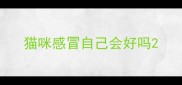 猫咪感冒自己会好吗