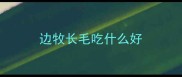 边牧长毛吃什么好