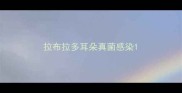 拉布拉多耳朵真菌感染