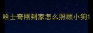 哈士奇刚到家怎么照顾小狗