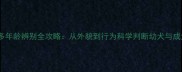 拉布拉多年龄辨别全攻略从外貌到行为科学判断幼犬与成犬特征