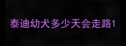 泰迪幼犬多少天会走路