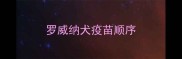 罗威纳犬疫苗顺序