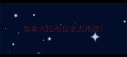 加拿大拉布拉多犬用途
