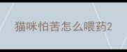 猫咪怕苦怎么喂药