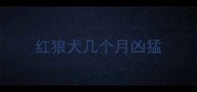 红狼犬几个月凶猛