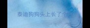 泰迪狗狗头上长了个包