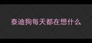 泰迪狗每天都在想什么