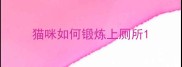 猫咪如何锻炼上厕所