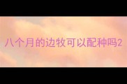 八个月的边牧可以配种吗