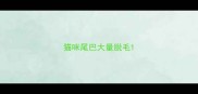 猫咪尾巴大量脱毛