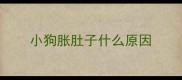 小狗胀肚子什么原因
