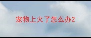 宠物上火了怎么办