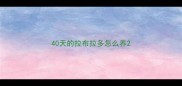 40天的拉布拉多怎么养