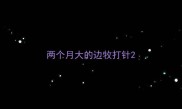 两个月大的边牧打针