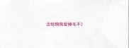 边牧狗狗爱掉毛不