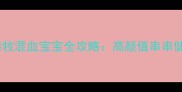 拉布拉多德牧混血宝宝全攻略高颜值串串健康养育指南