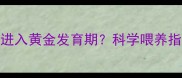 狗狗在3-6个月期间为何进入黄金发育期科学喂养指南助你抓住成长关键期