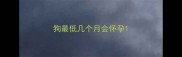 狗最低几个月会怀孕