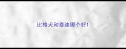 比格犬和泰迪哪个好