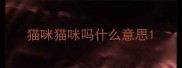 猫咪猫咪吗什么意思