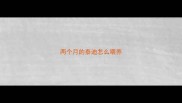 两个月的泰迪怎么喂养