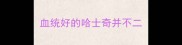 血统好的哈士奇并不二