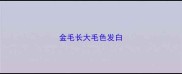 金毛长大毛色发白