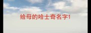 给母的哈士奇名字