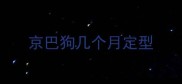 京巴狗几个月定型