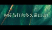 狗疫苗打完多久带出去