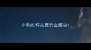 小狗吃坏东西怎么解决