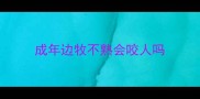 成年边牧不熟会咬人吗