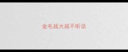 金毛越大越不听话