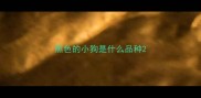 黑色的小狗是什么品种