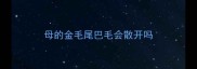 母的金毛尾巴毛会散开吗