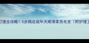 边牧毛发打理全攻略5步搞定成年犬顺滑柔亮毛发附护理工具推荐