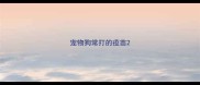宠物狗常打的疫苗