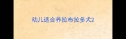 幼儿适合养拉布拉多犬