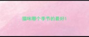 猫咪哪个季节的最好