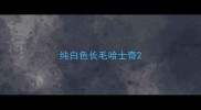 纯白色长毛哈士奇