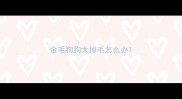 金毛狗狗太掉毛怎么办