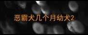 恶霸犬几个月幼犬