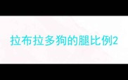 拉布拉多狗的腿比例