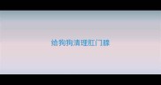 给狗狗清理肛门腺