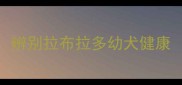 辨别拉布拉多幼犬健康