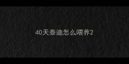 40天泰迪怎么喂养