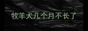 牧羊犬几个月不长了